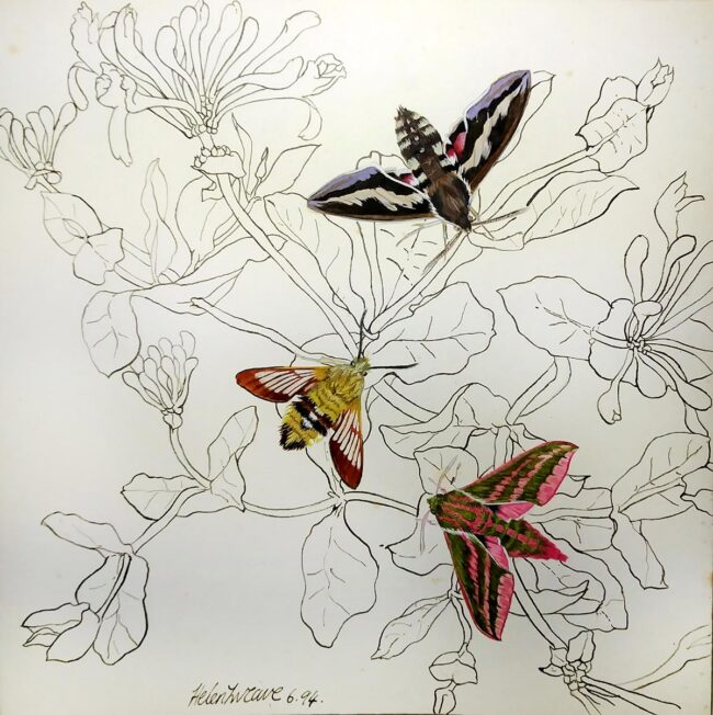Hawk moths Honeysuckle
