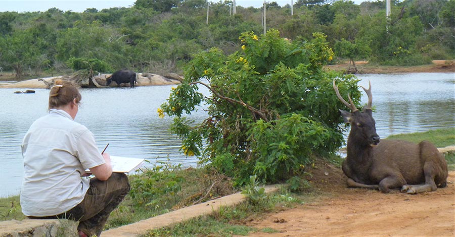 Samba moments Yala national park Sri Lanka