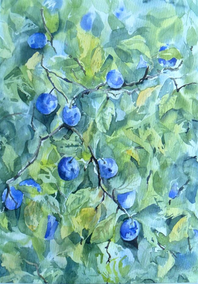 Sloes watercolour