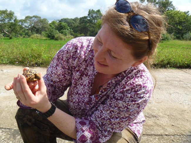 What a find Star tortoise Sri Lanka What a find Star tortoise Sri Lanka